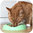 Beco Pet Katzen Futterteller