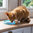 Beco Pet Katzen Futterteller